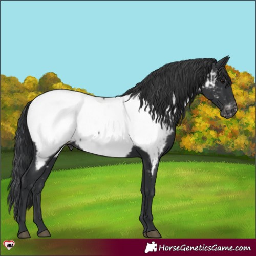 Horse Color:Black Appaloosa 