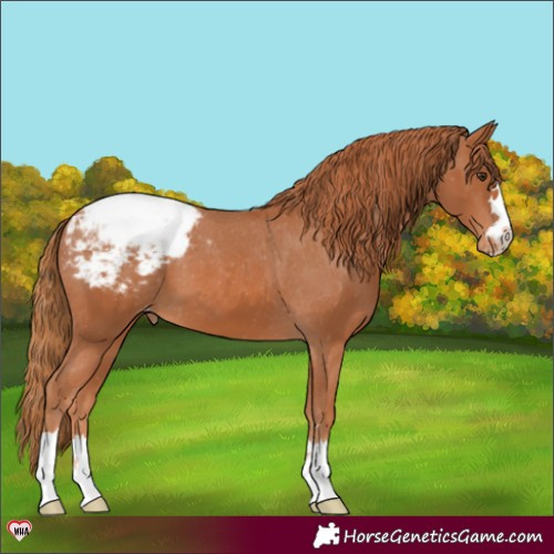 Horse Color:Chestnut Appaloosa 