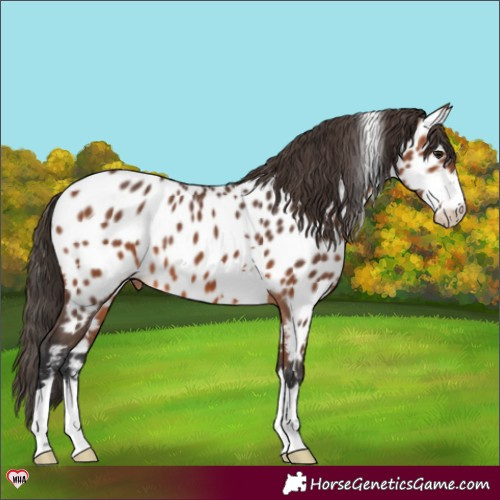 Horse Color:Bay Appaloosa 