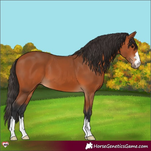 Horse Color:Bay 