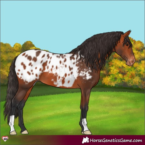 Horse Color:Bay Appaloosa 
