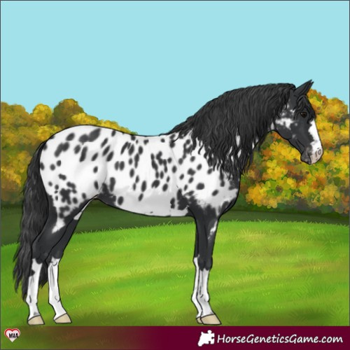 Horse Color:Black Appaloosa 