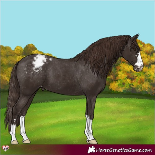 Horse Color:Liver Chestnut Appaloosa 