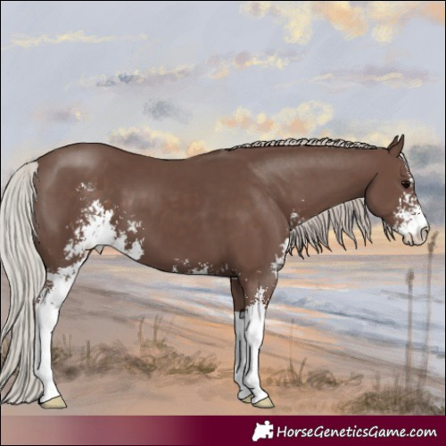 Horse Color:Silver Black Sabino 