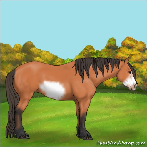 Horse Color:Bay Frame 