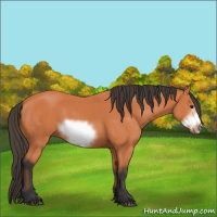 Horse Color:Bay Frame