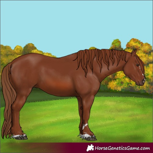 Horse Color:Chestnut 