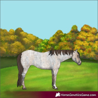 Horse Color:Blue Ice Roan and Classic Champagne Ice Roan