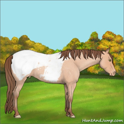Horse Color:Amber Champagne Roan Appaloosa 