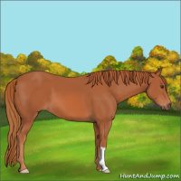 Horse Color:Chestnut 