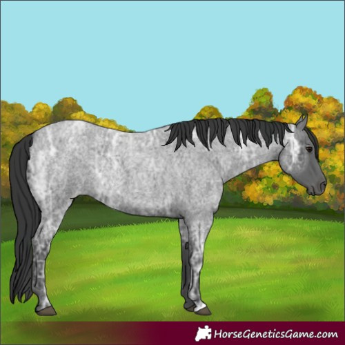 Horse Color:Blue Ice Roan and Blue Ice Roan