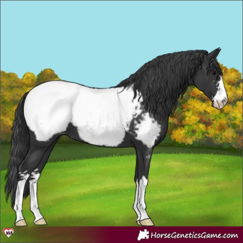 Horse Color:Black Appaloosa