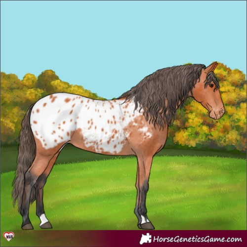 Horse Color:Bay Appaloosa