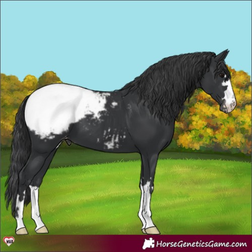 Horse Color:Black Appaloosa 