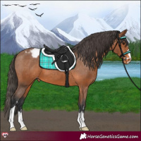 Horse Color:Bay Appaloosa 