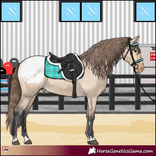 Horse Color:Bay Dun Appaloosa 