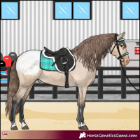 Horse Color:Bay Dun Snowcap 