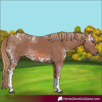 Horse Color:Chestnut Ice Tobiano 