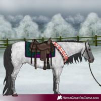 Horse Color:Blue Ice Roan and Blue Ice Roan Rabicano
