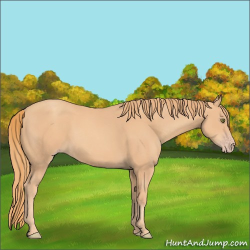 Horse Color:Gold Champagne 