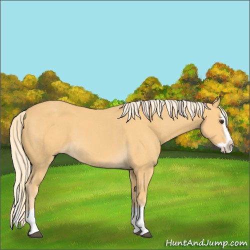 Horse Color:Palomino Splash 