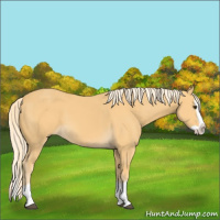 Horse Color:Palomino Splash