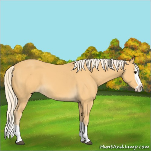 Horse Color:Palomino Splash 