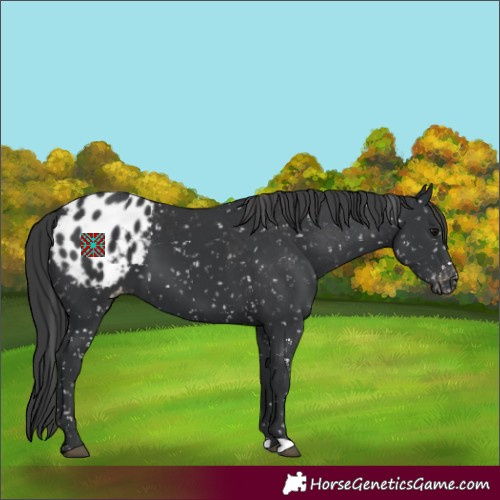 Horse Color:Black Appaloosa