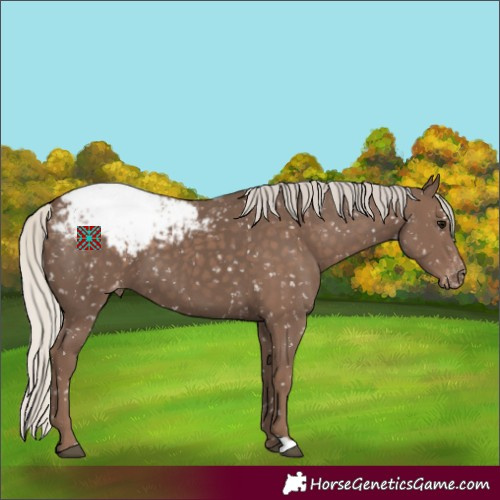 Horse Color:Silver Black Appaloosa 
