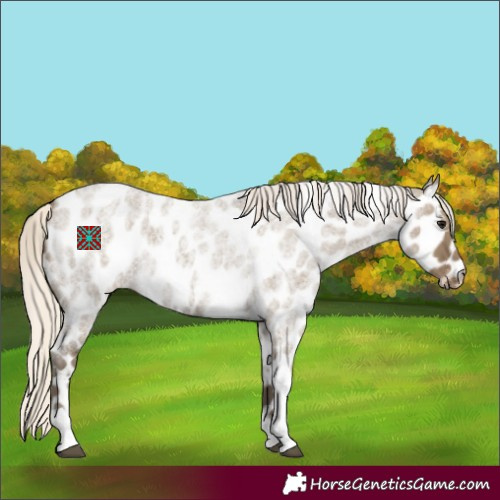 Horse Color:Silver Smoky Grullo Roan Tobiano Appaloosa 