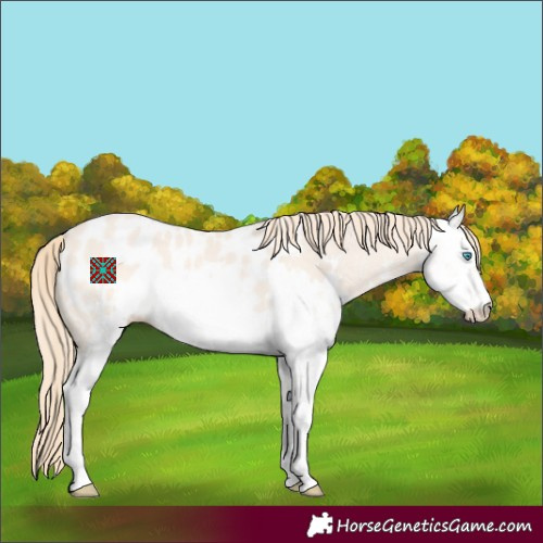 Horse Color:Perlino Dun Sabino Appaloosa 