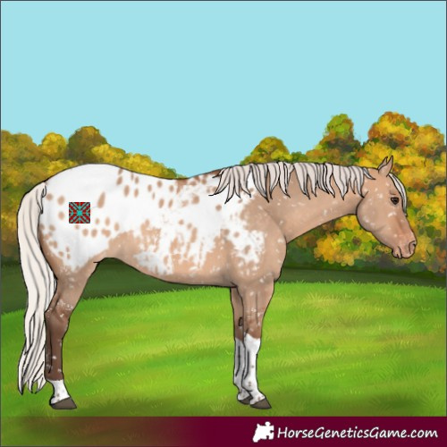 Horse Color:Silver Bay Dun Tobiano Appaloosa 