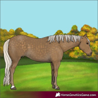 Horse Color:Silver Smoky Black 