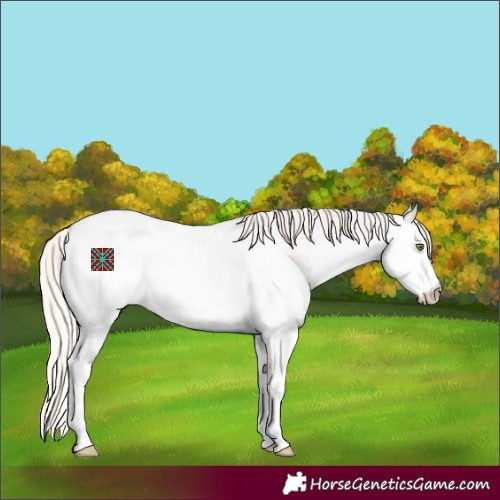 Horse Color:White Spotted Silver Classic Champagne Dun Appaloosa 