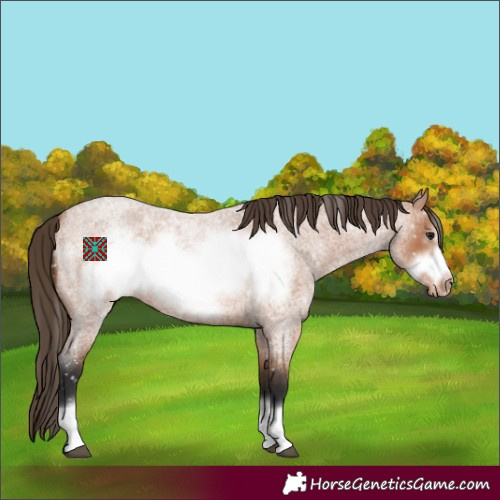Horse Color:Bay Roan Frame Appaloosa 