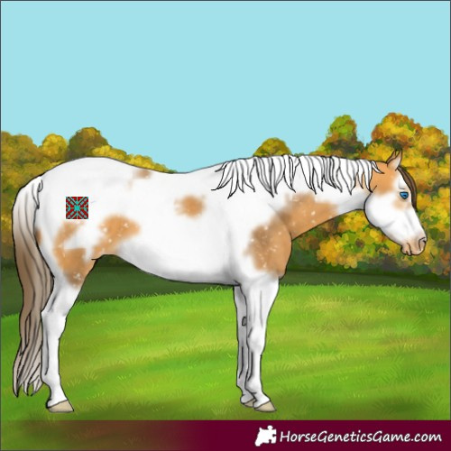 Horse Color:Buckskin Splash Tobiano Frame Appaloosa 