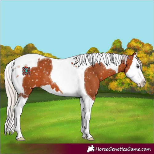 Horse Color:Silver Bay Splash Tobiano Appaloosa 