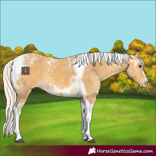 Horse Color:Silver Buckskin Ice Tobiano Frame Appaloosa