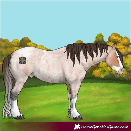 Horse Color:Bay Ice Roan Splash Appaloosa 