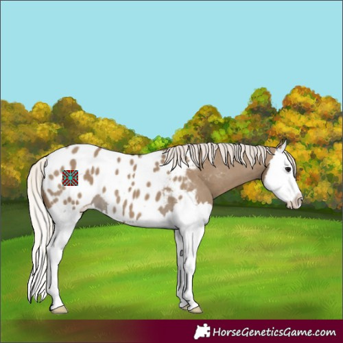 Horse Color:Silver Smoky Grullo Splash Appaloosa 