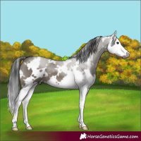 Horse Color:Gray White Spotted Grullo Splash 