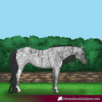 Horse Color:Black Ice  and Blue Ice Roan 