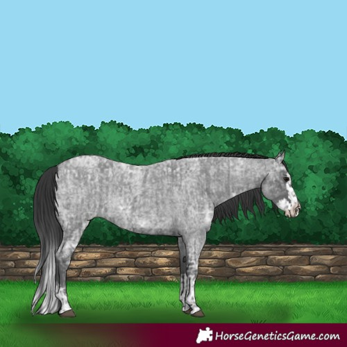 Horse Color:Blue Ice Roan  and Blue Ice Roan Splash 