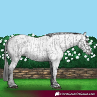 Horse Color:Blue Ice Roan and Gray Blue Ice Roan