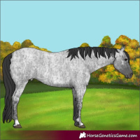 Horse Color:Blue Ice Roan  and Blue Ice Roan 