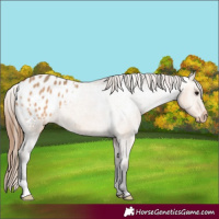 Horse Color:Bay Dun Blanket