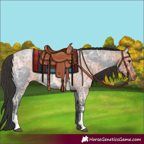 Horse Color:Blue Ice Roan and Bay Ice Roan