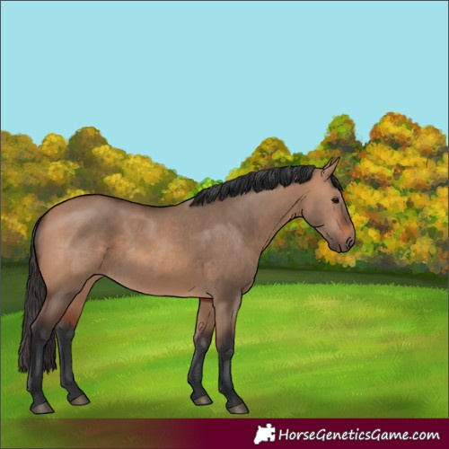 Horse Color:Bay Dun 