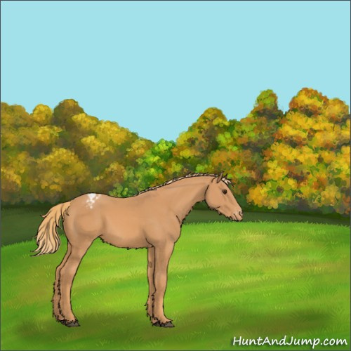 Horse Color:Chestnut Appaloosa