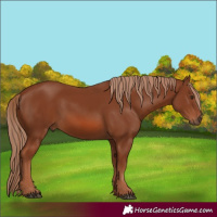 Horse Color:Chestnut 